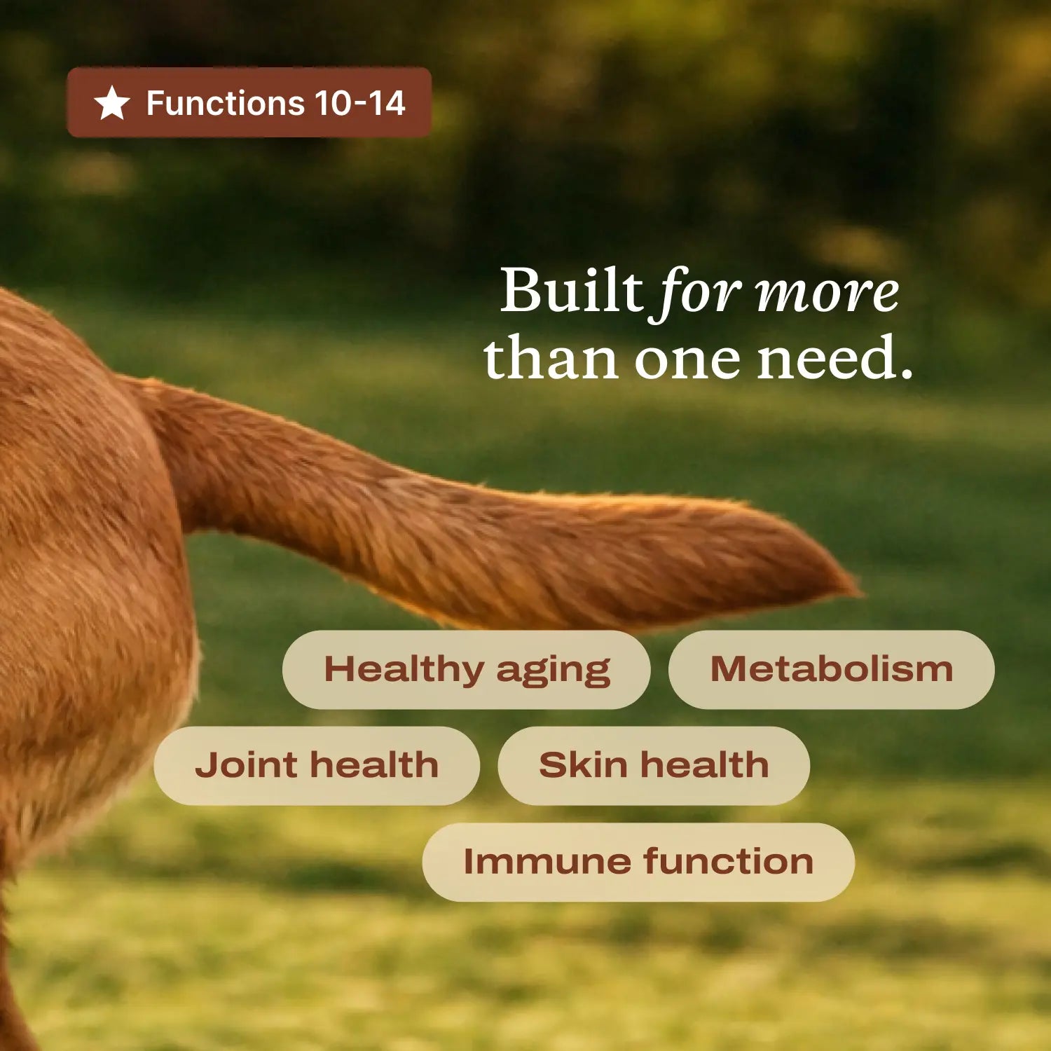 PetLabCo DF-14 Daily Foundation – 14-in-1 Dog Supplement Powder for Gut, Joint, Heart, Skin & Immune Health, Bacon Flavor