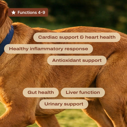 PetLabCo DF-14 Daily Foundation – 14-in-1 Dog Supplement Powder for Gut, Joint, Heart, Skin & Immune Health, Bacon Flavor
