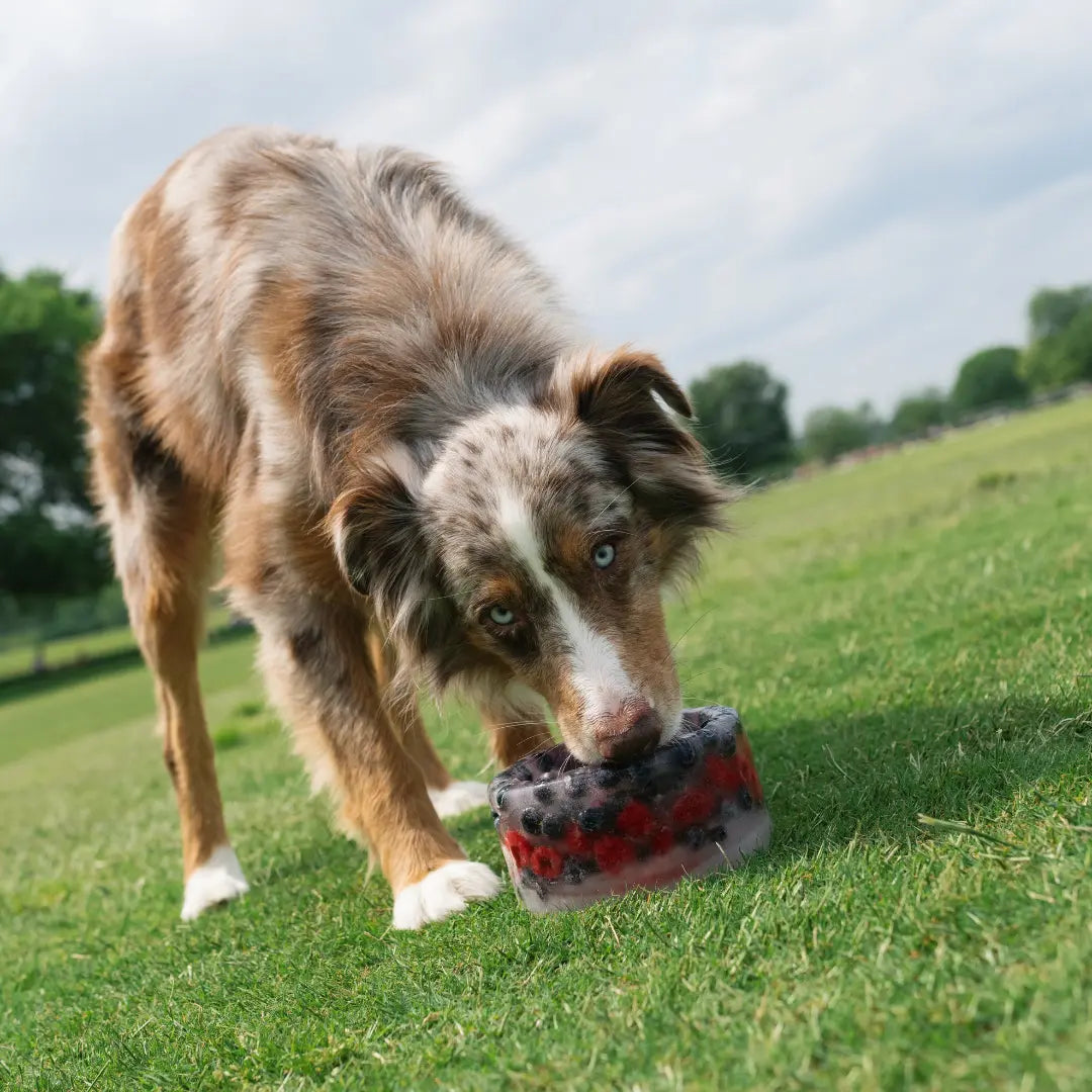 Freeze-Your-Own Dog Treat Bowl – Silicone DIY Frozen Enrichment Bowl for Boredom Relief, Crate Time & Hot Days, Dishwasher Safe